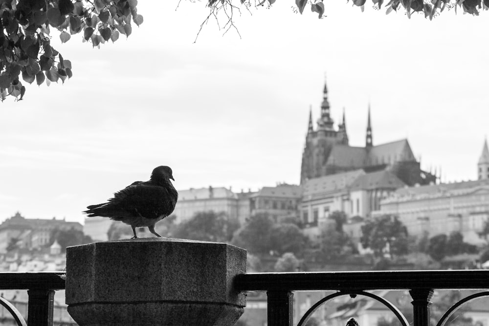 grayscale photo of bird on concrete fence
