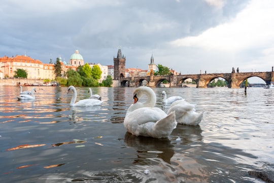 white swan on water during daytime in Charles Bridge Czech Republic