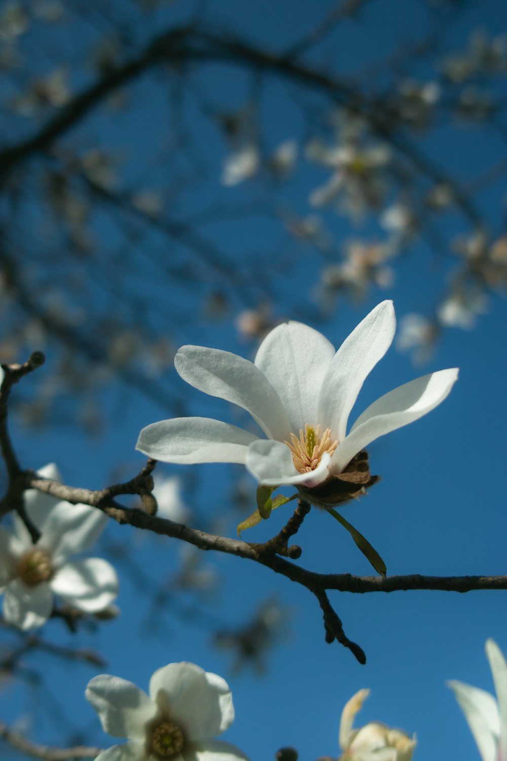 昼間は茶色の木の枝に白い花を咲かせる