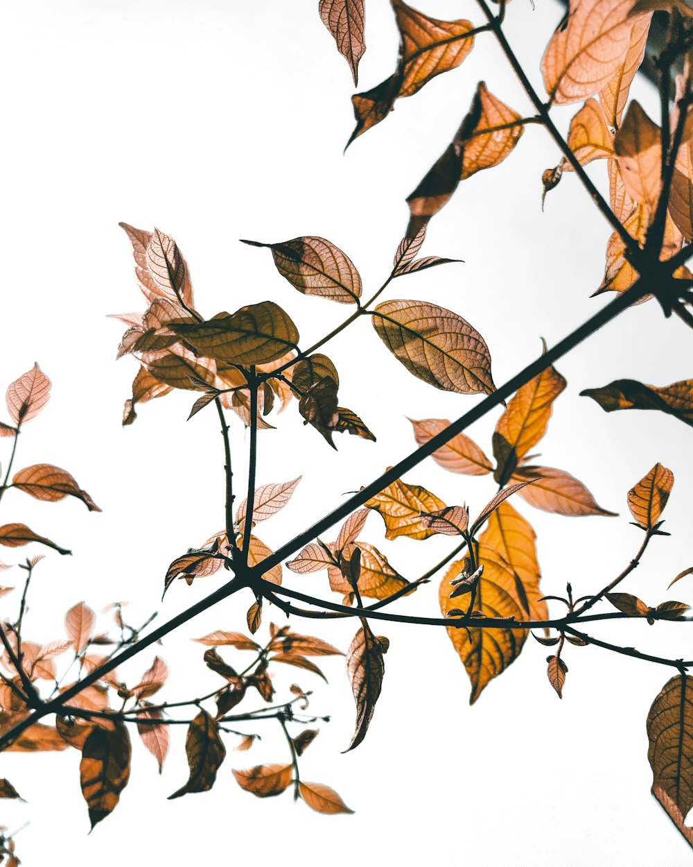 brown leaves on brown tree branch