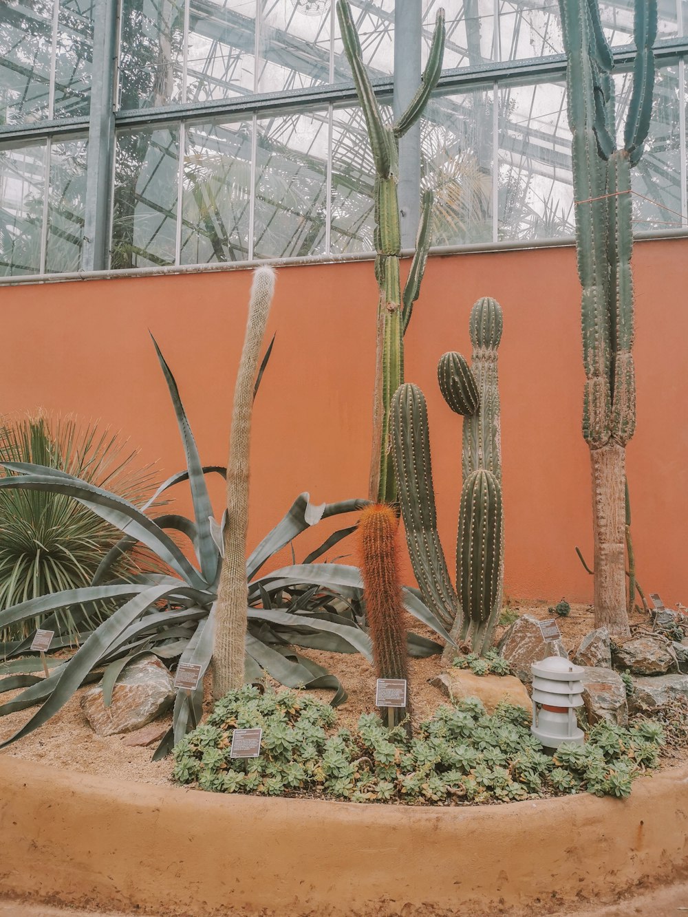 green cactus plants near brown concrete building during daytime