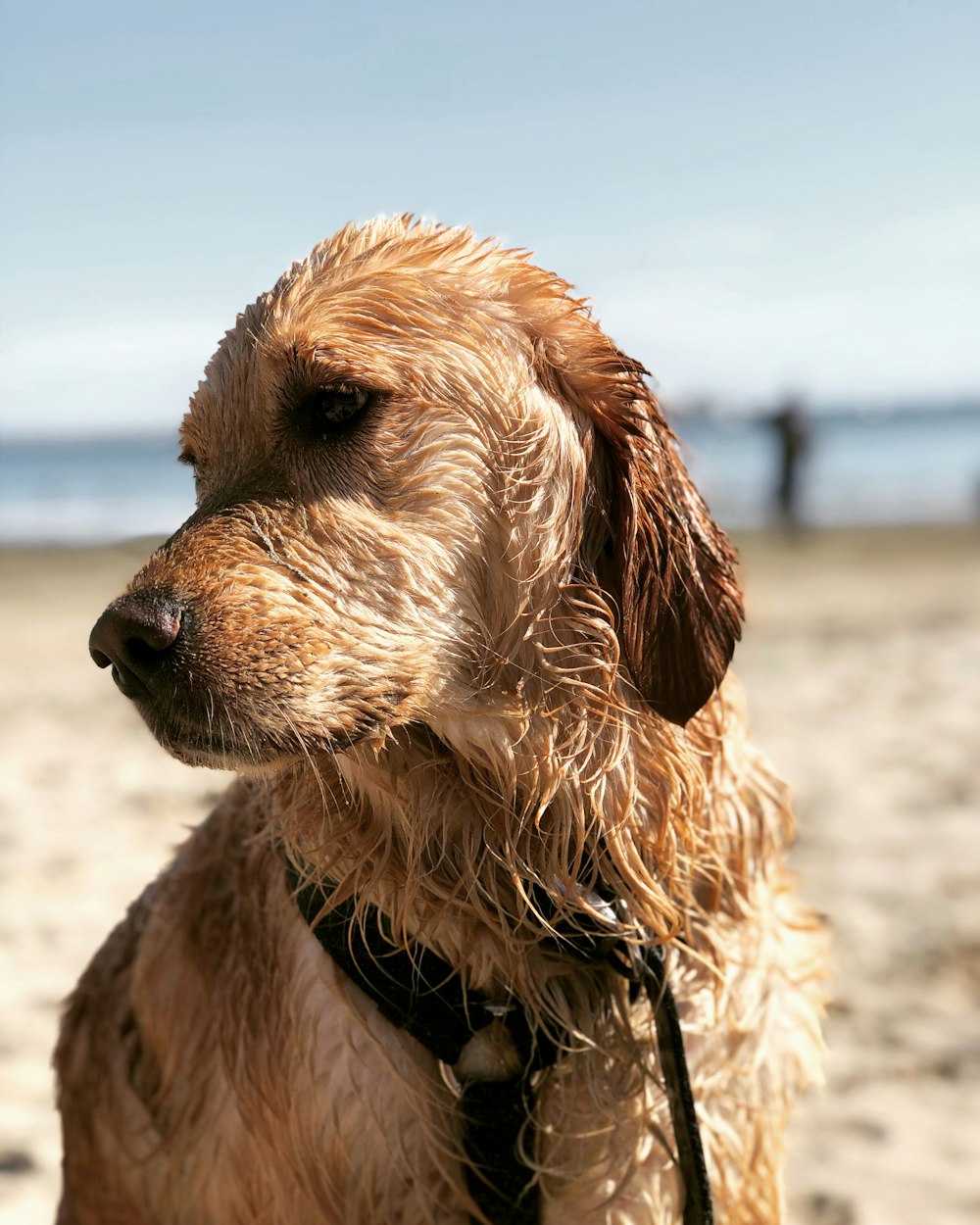 golden retriever lying on white sand during daytime