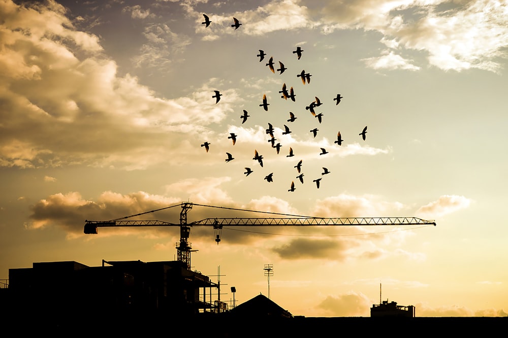 silhouette of birds flying over the building during sunset
