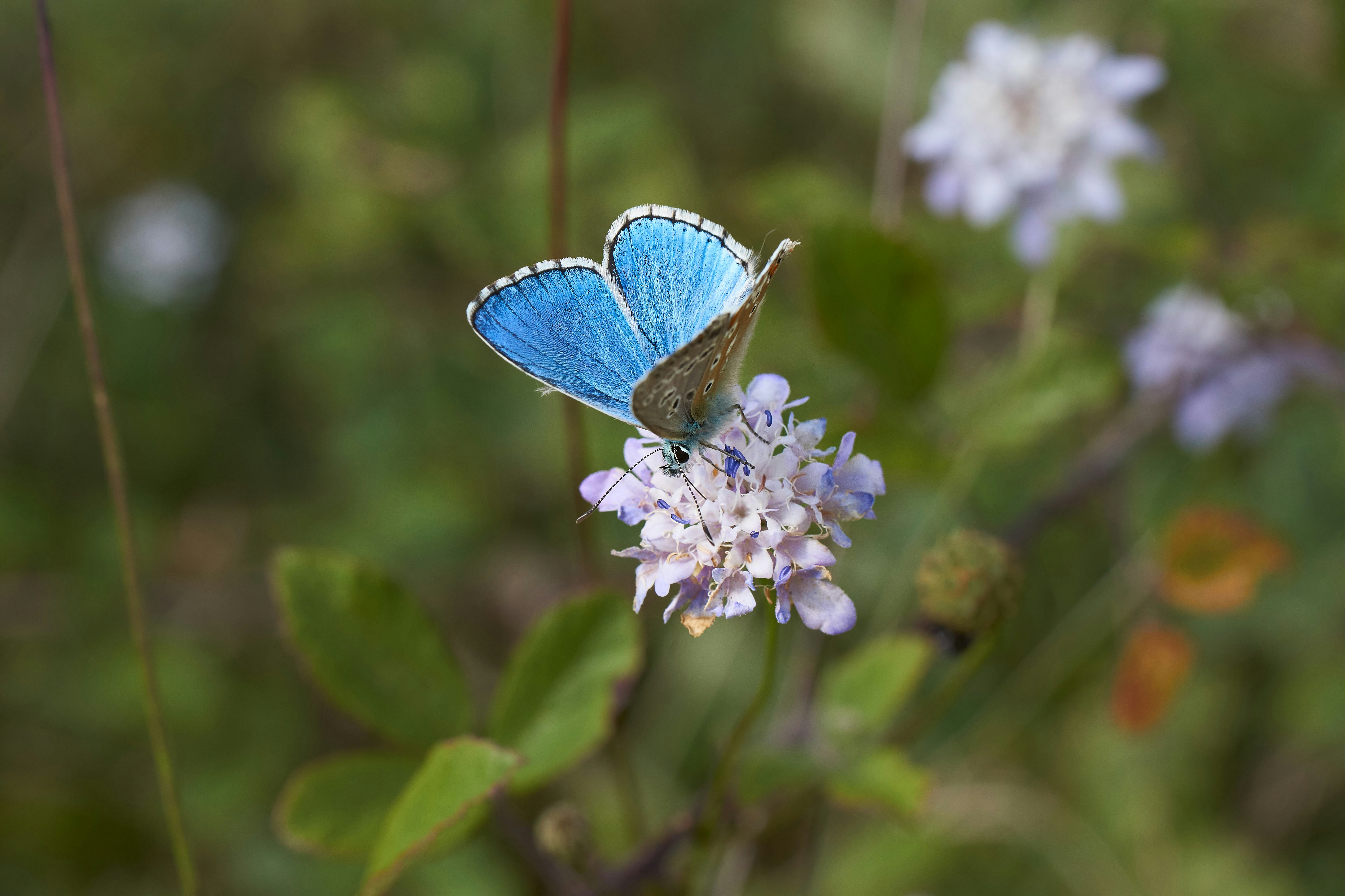 Photo by wolfgang_hasselmann