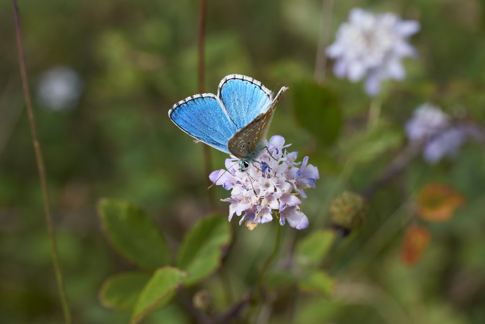 blue and white butterfly perched on blue flower in close up photography during daytime
