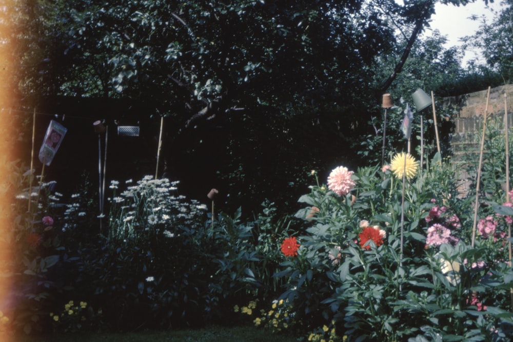 red and white flowers near green trees during daytime