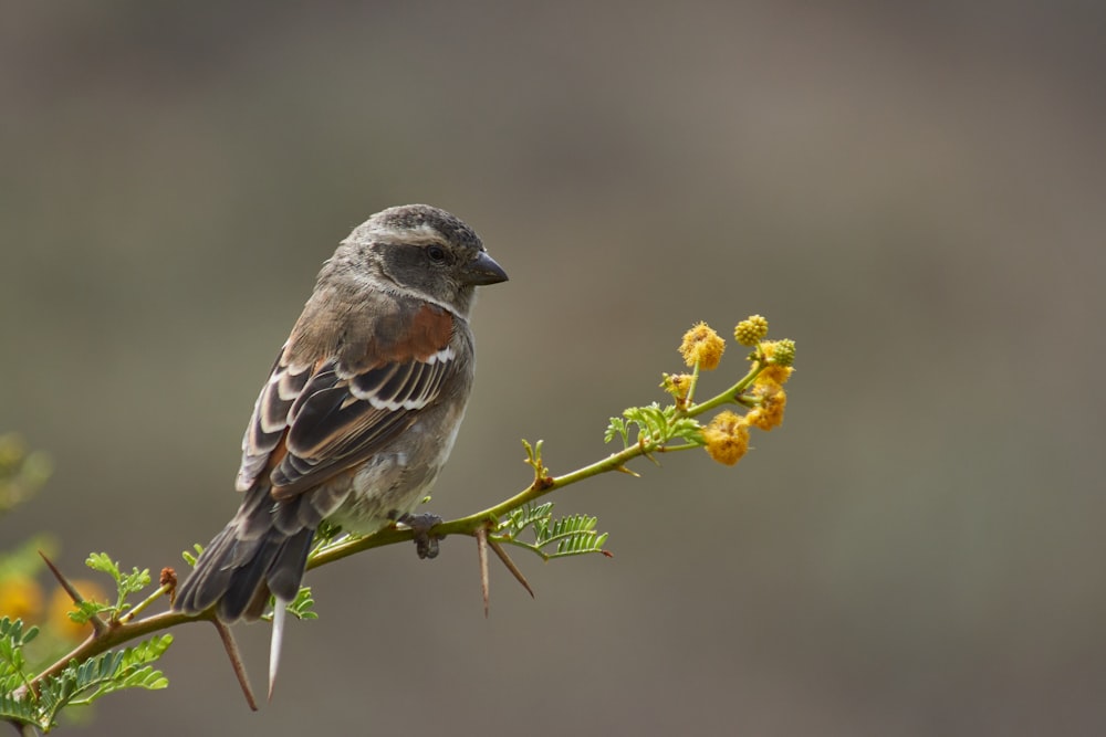 a bird sitting on a branch with yellow flowers