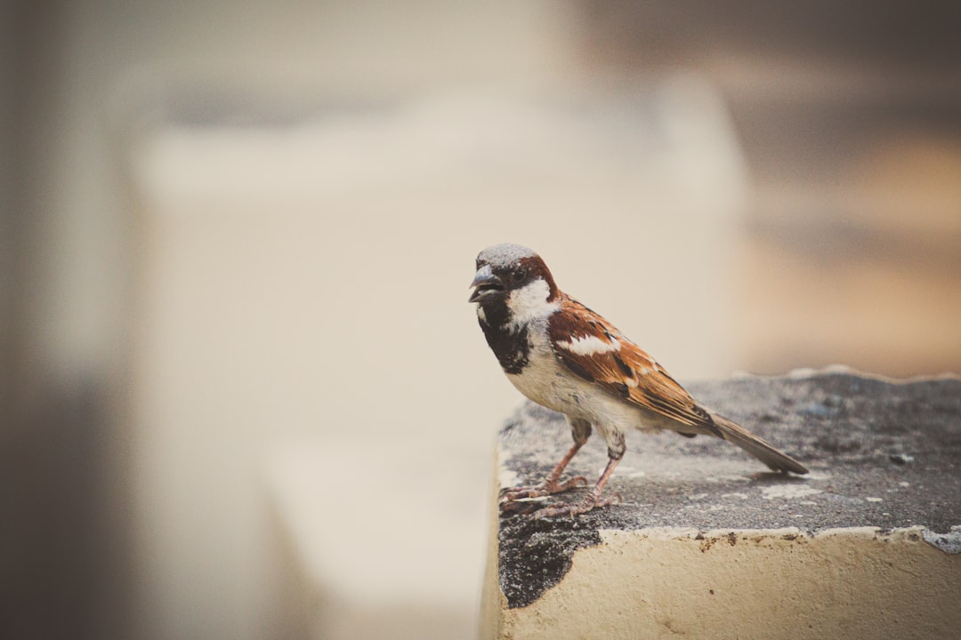 brown and white bird on gray concrete fence during daytime