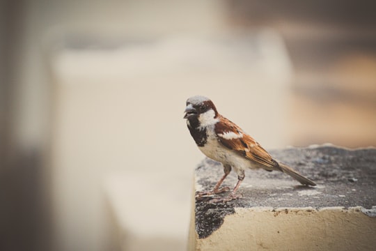 brown and white bird on gray concrete fence during daytime in Gandhinagar India
