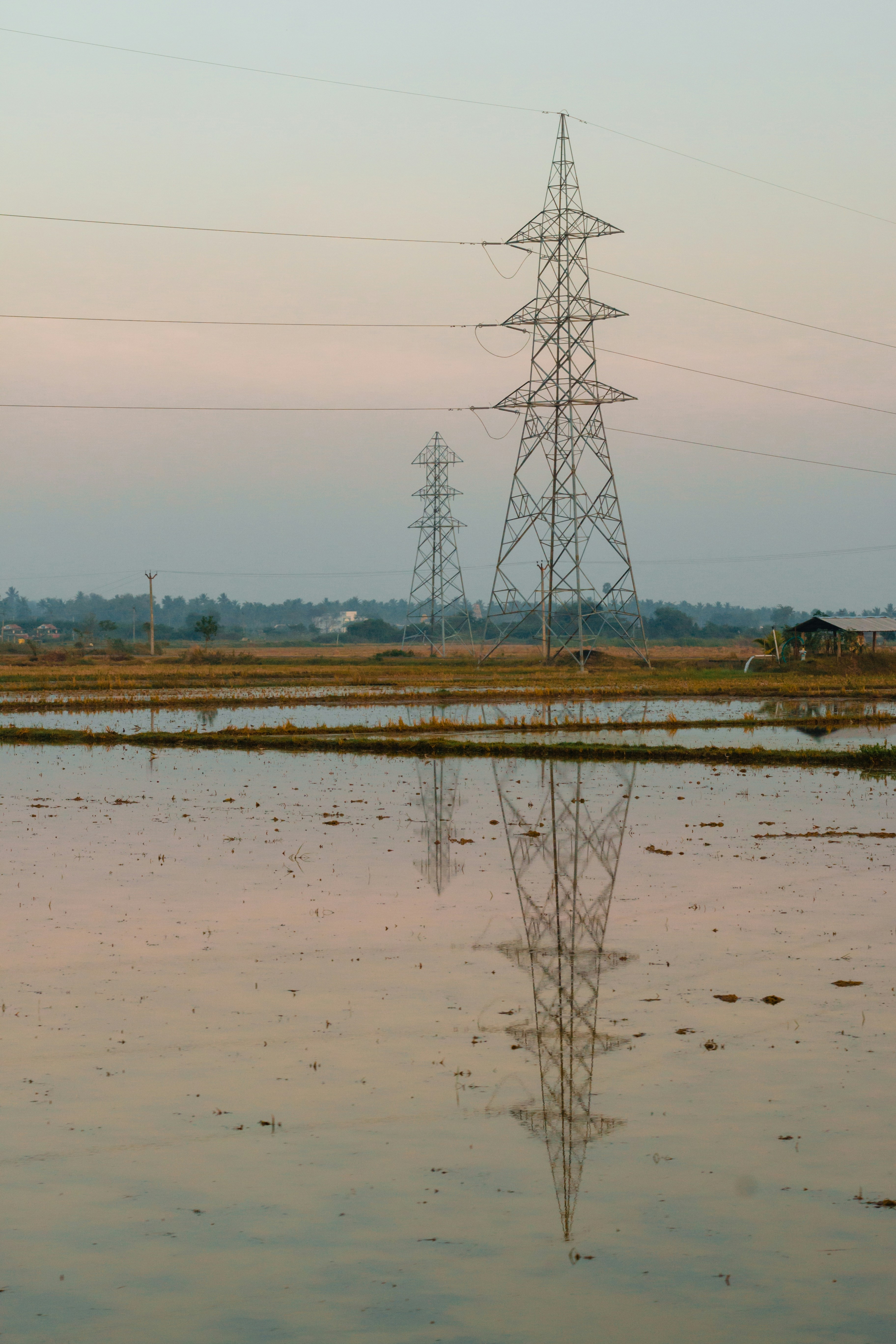 brown bare trees on brown field near body of water during daytime