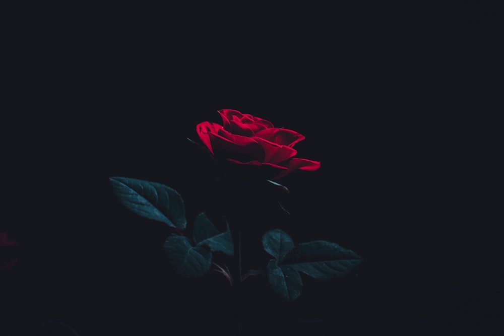 red rose in bloom with black background