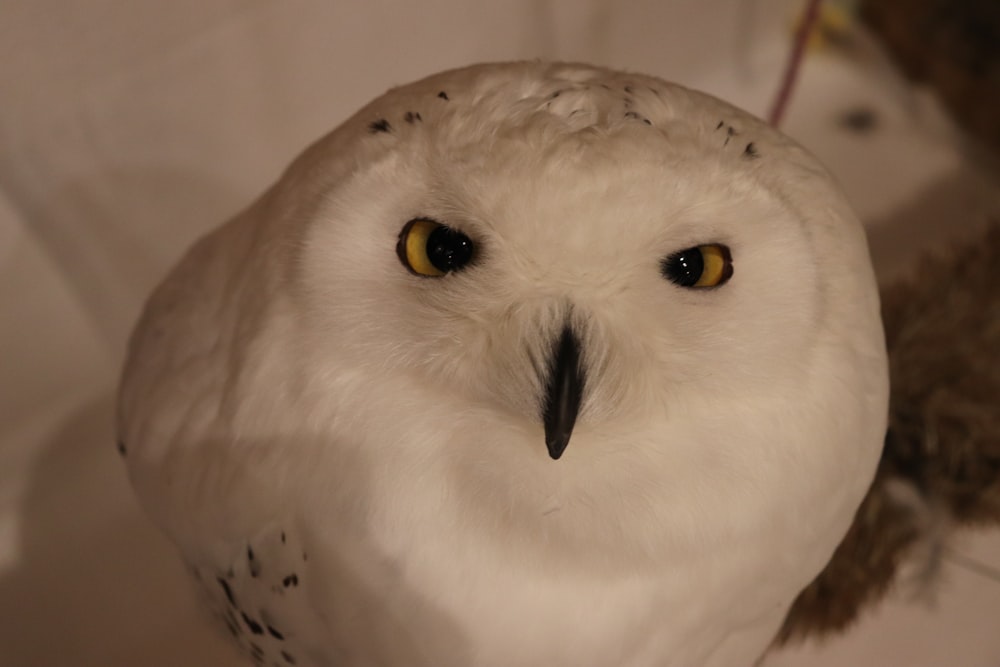 white owl in close up photography