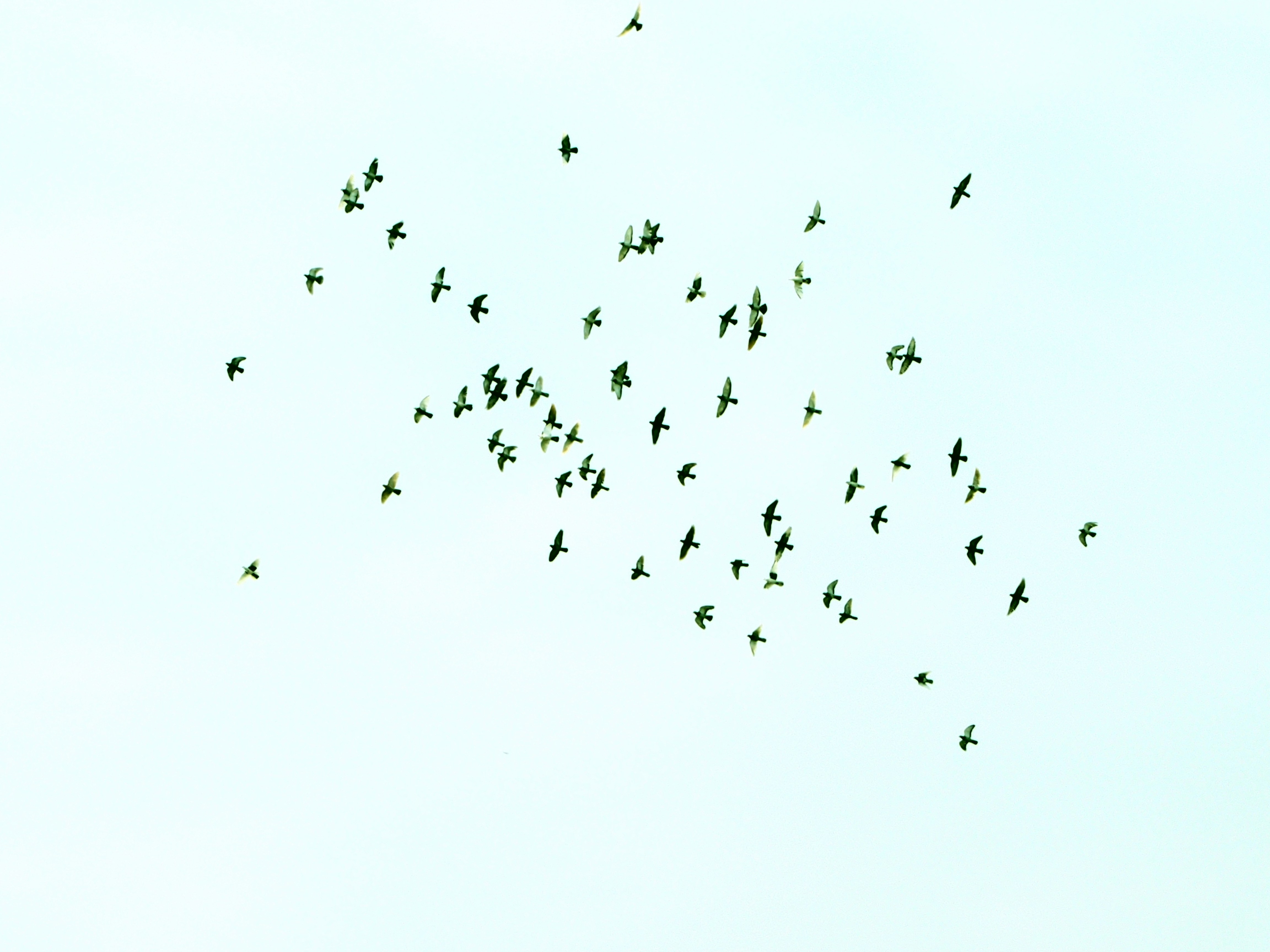 The Right-Turn Rule That Birds Follow (image credits: unsplash)