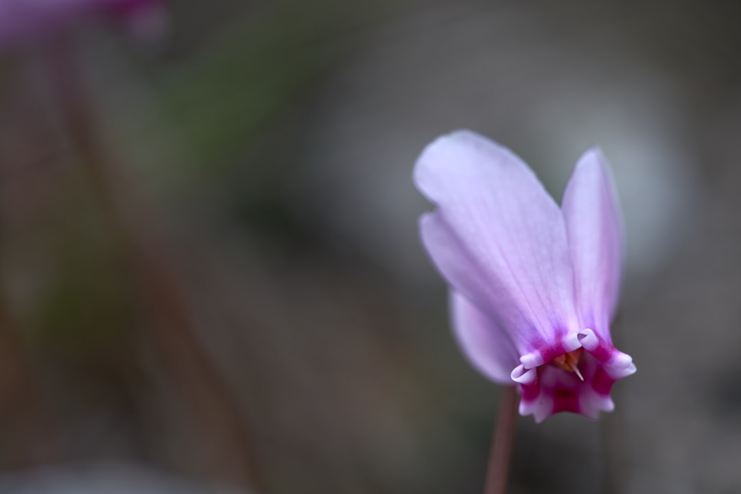 purple crocus in bloom during daytime