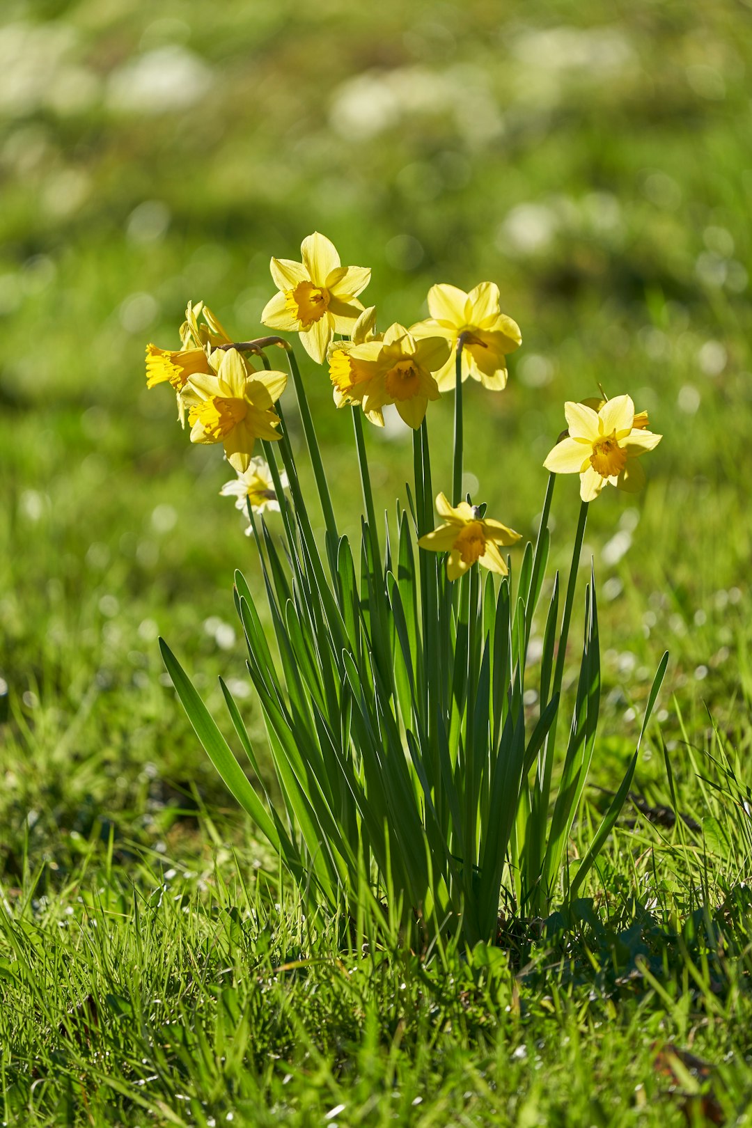 yellow daffodils in bloom during daytime