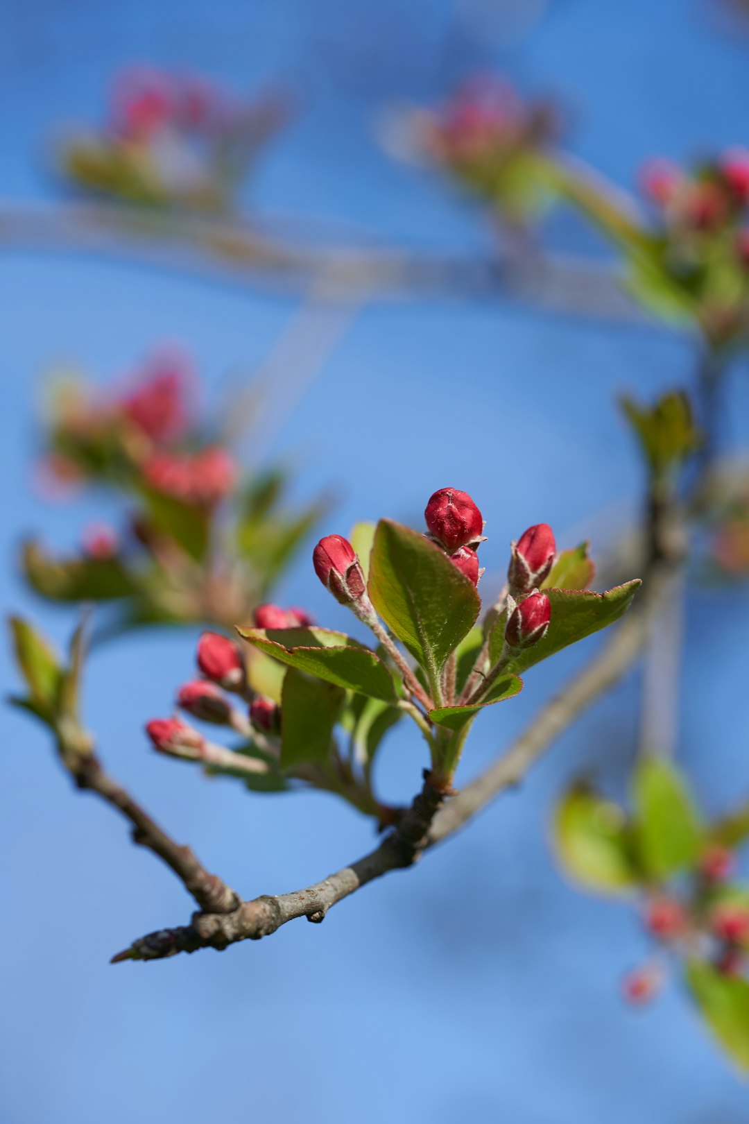 red flower buds in tilt shift lens