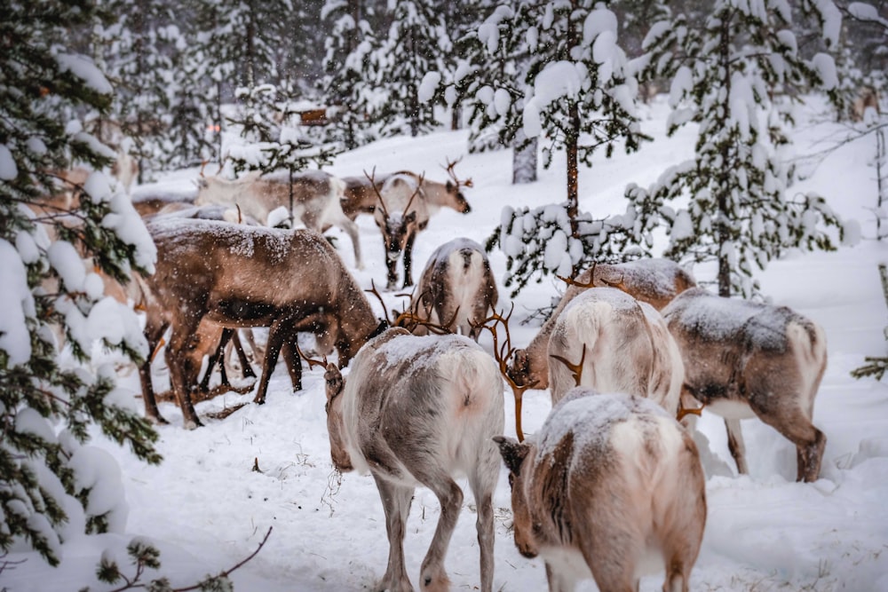 Ziegenherde tagsüber auf schneebedecktem Boden