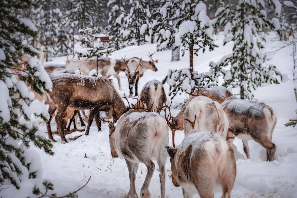 herd of goats on snow covered ground during daytime