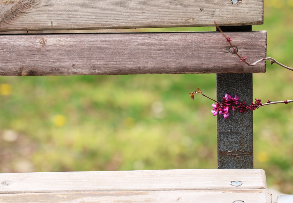 pink flower on brown wooden fence during daytime