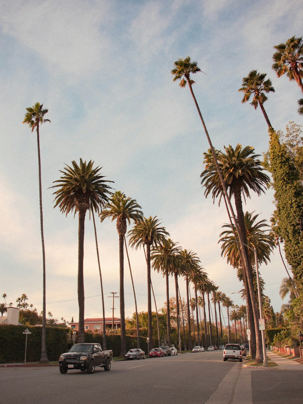 palm trees near road during daytime