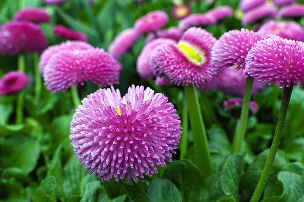 pink and green flower in macro lens photography