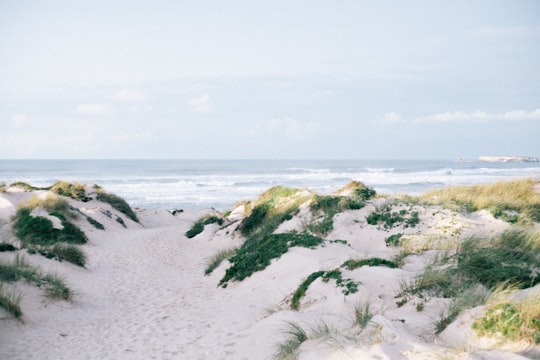 green moss on white sand beach during daytime in Peniche Portugal