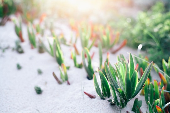 A serene scene featuring green succulent plants growing out of white sand under sunlight. The leaves of the plants are elongated and vibrantly colored, with some showing hints of red. The background shows more greenery with a soft, blurred effect, giving a sense of calm and tranquility.