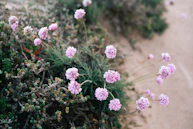 purple flowers in tilt shift lens