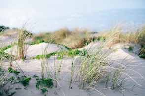 green grass on gray sand