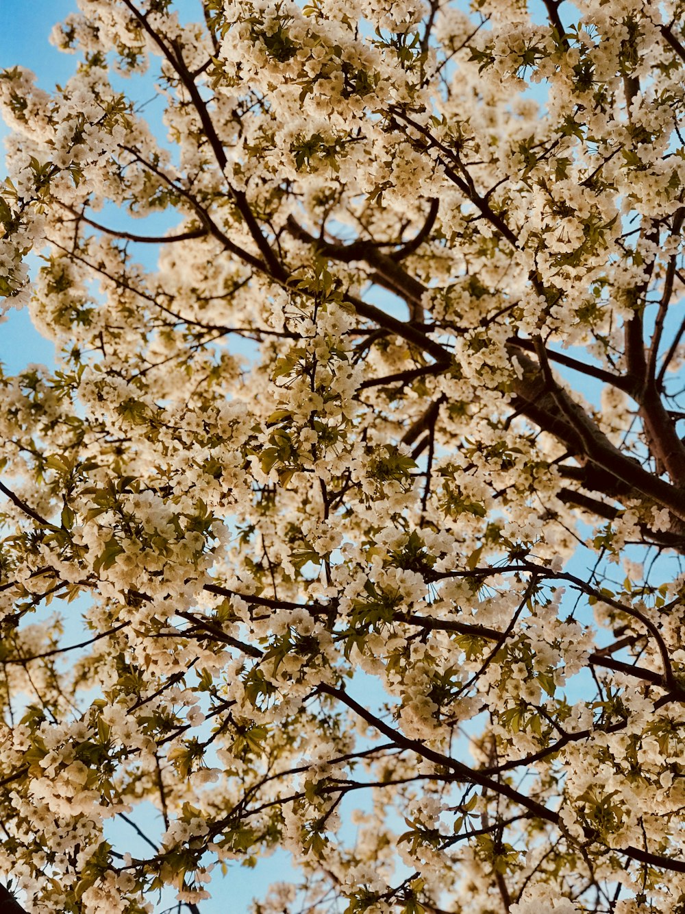 white cherry blossom tree under blue sky during daytime