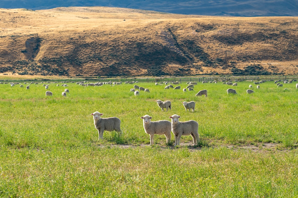 herd of sheep on green grass field during daytime