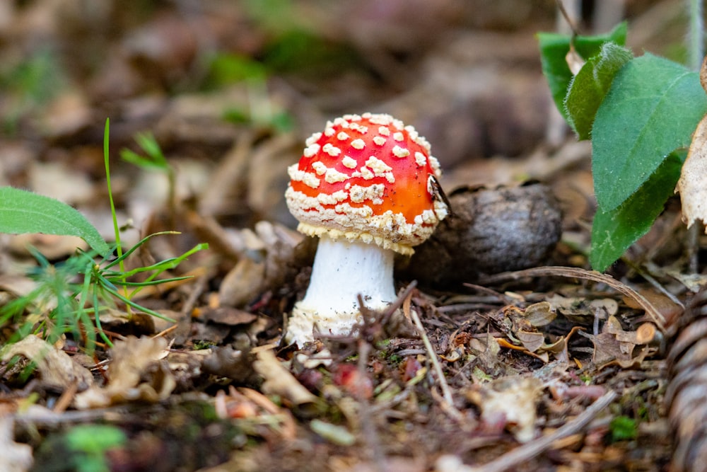 red and white mushroom in close up photography