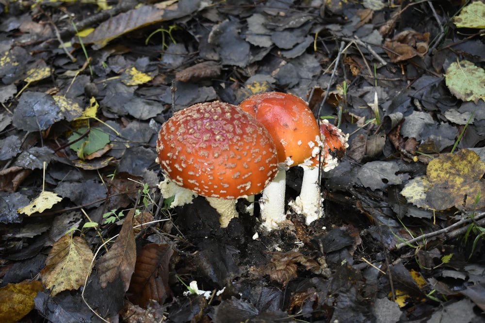 red and white mushroom on brown dried leaves