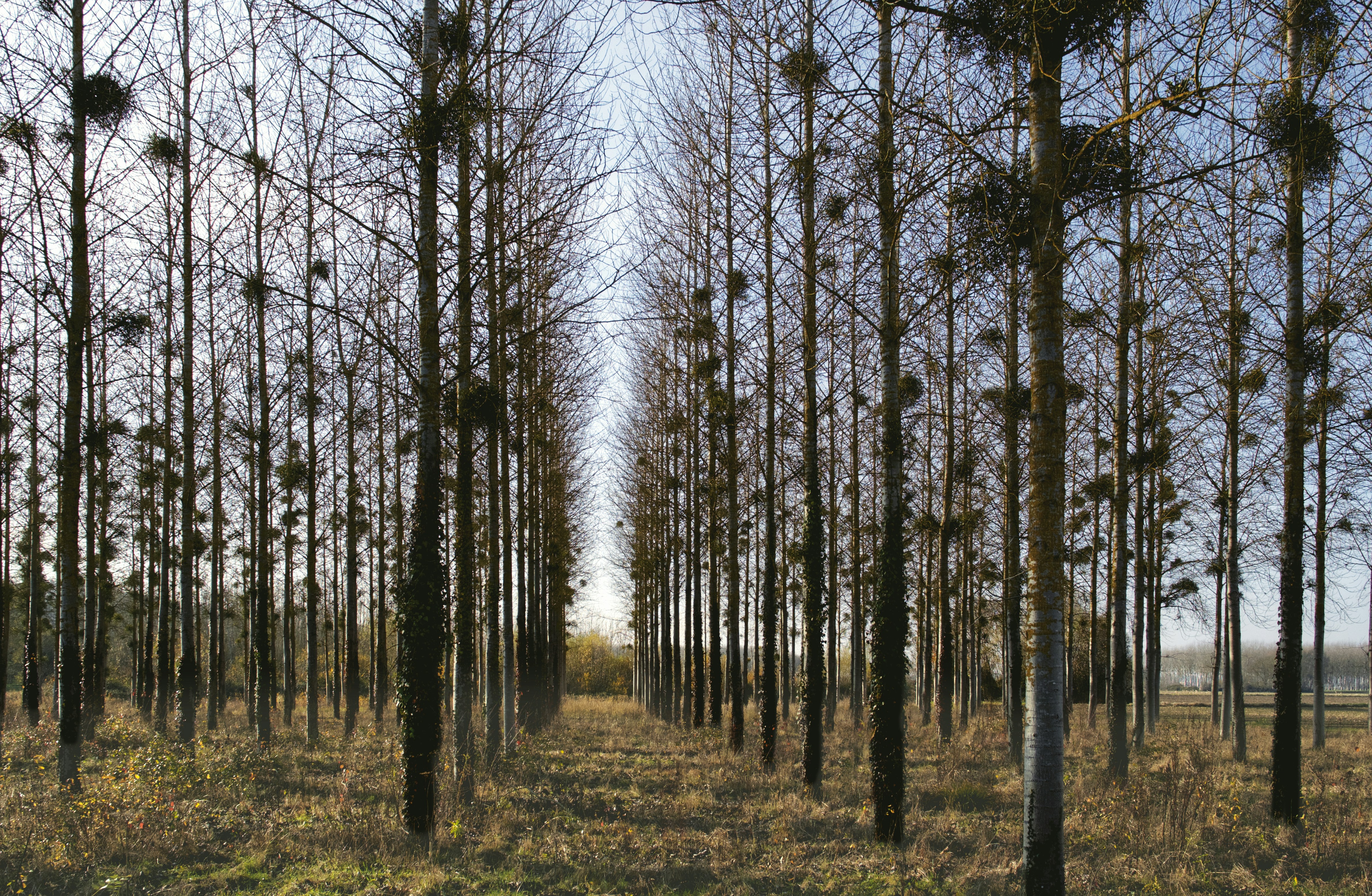 leafless trees on green grass field