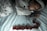 A baby is peacefully sleeping on a light blue textured blanket, wearing pajamas with a cute animal print. The child is wrapped in a soft, gray hooded blanket. A pacifier is gently held in the sleeping baby's mouth. Red rose petals are scattered beside the baby on the bedding.