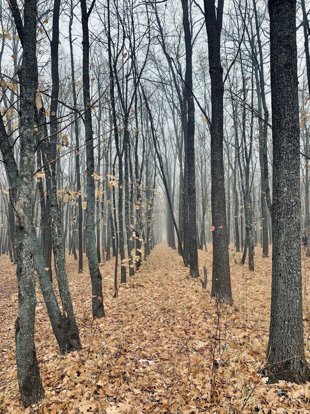 brown dried leaves on ground