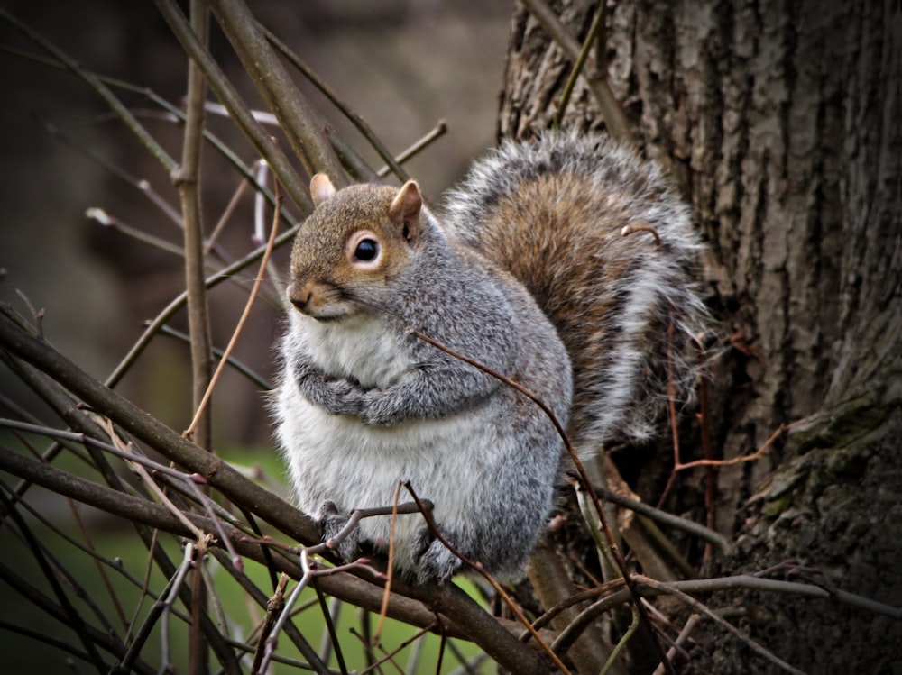 brown and white squirrel on brown tree branch during daytime