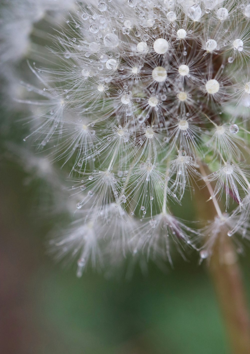 white dandelion in close up photography