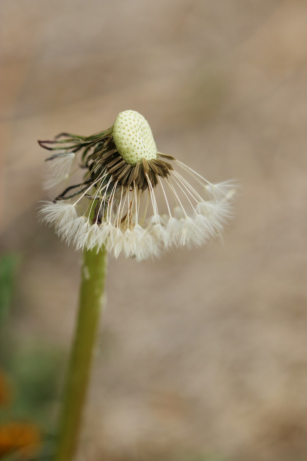 white dandelion in close up photography