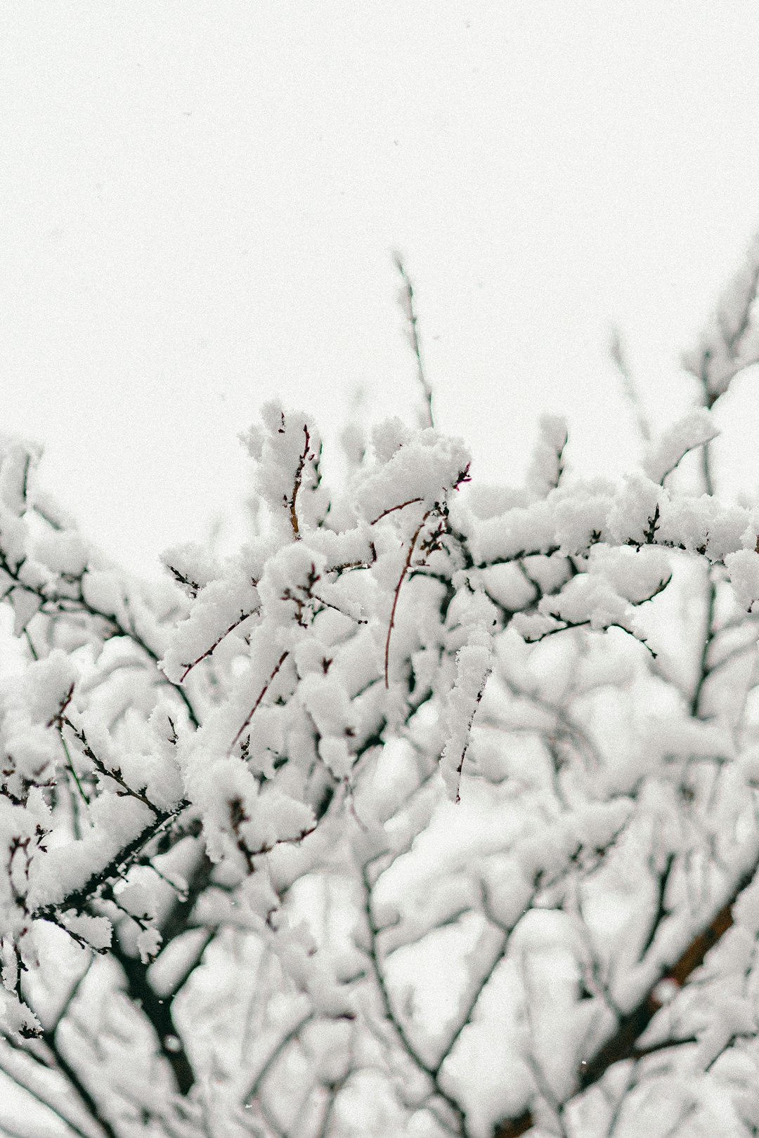 white snow on tree branch