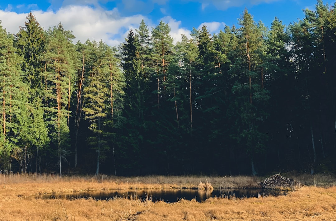 Forest photo spot Verkiai eldership Lithuania