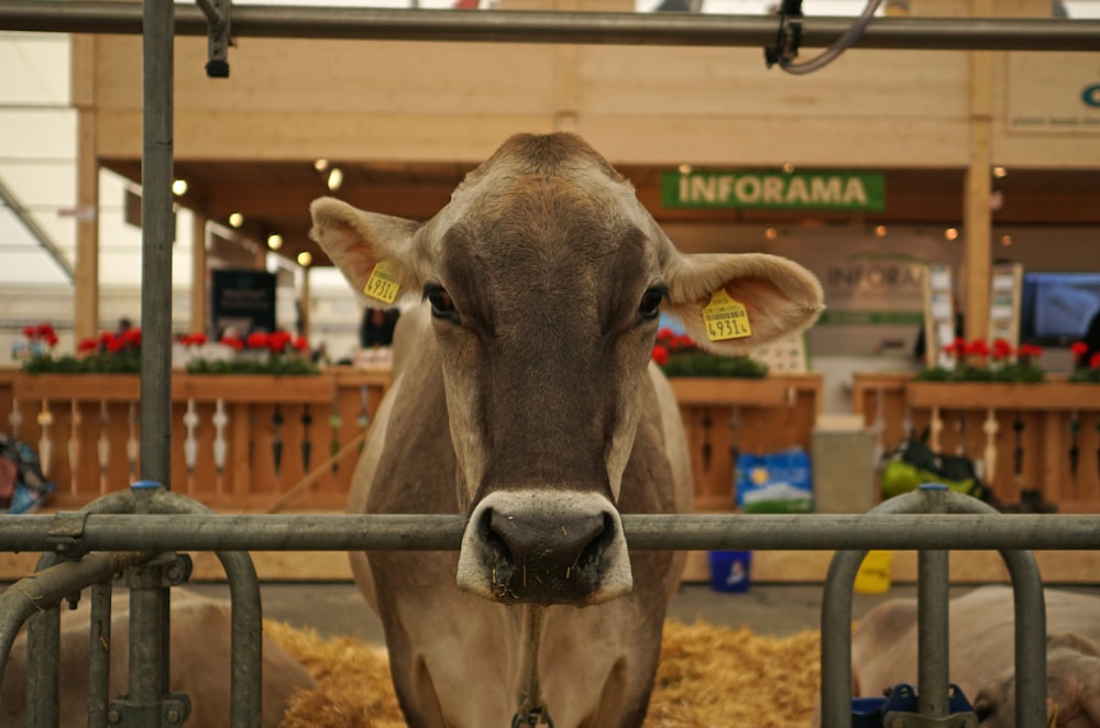 brown cow in cage during daytime