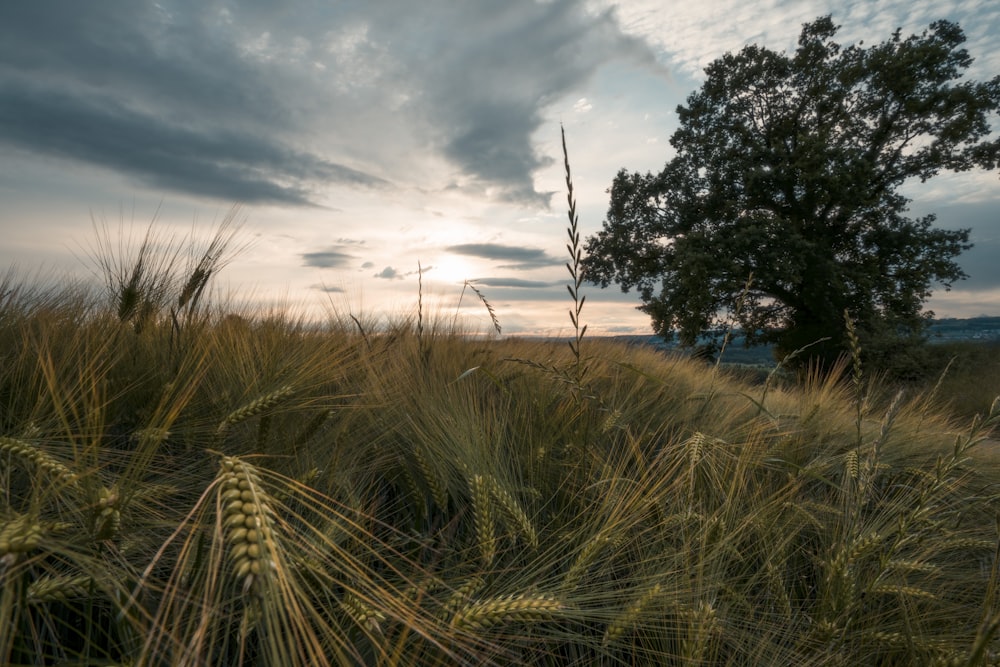 green grass field near body of water during daytime