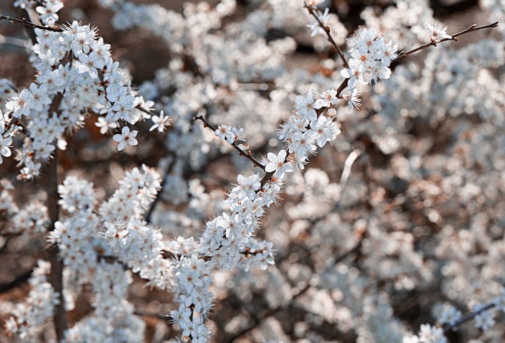 white cherry blossom in close up photography