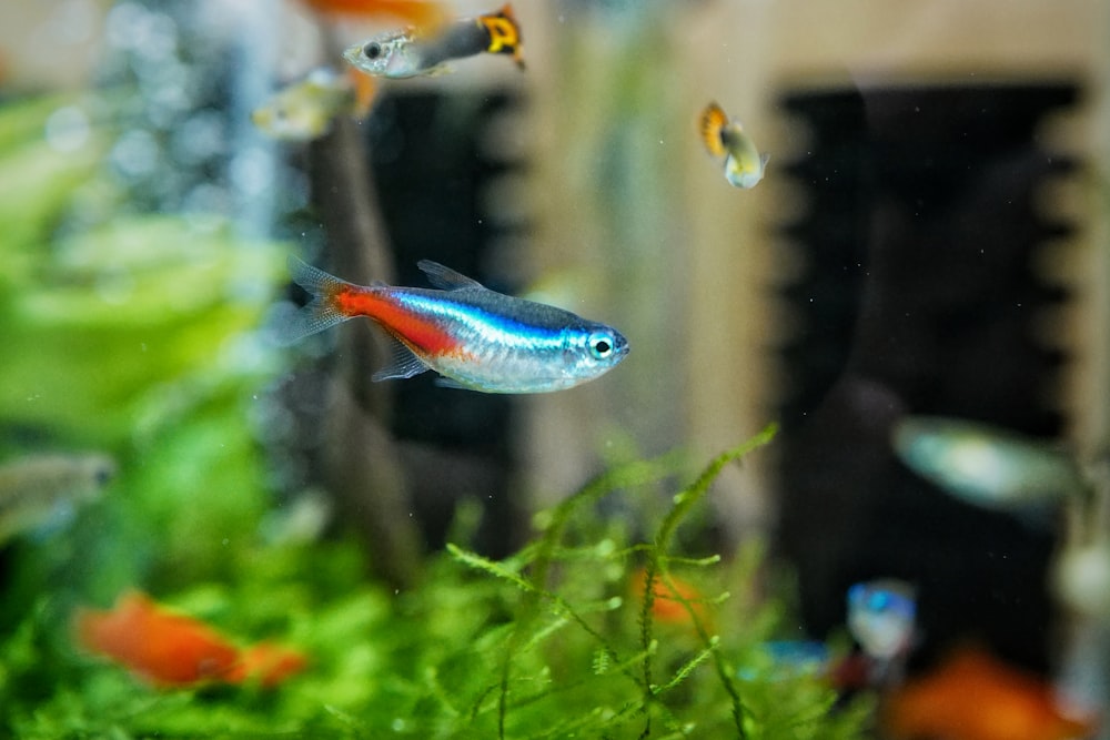 blue and orange fish in fish tank