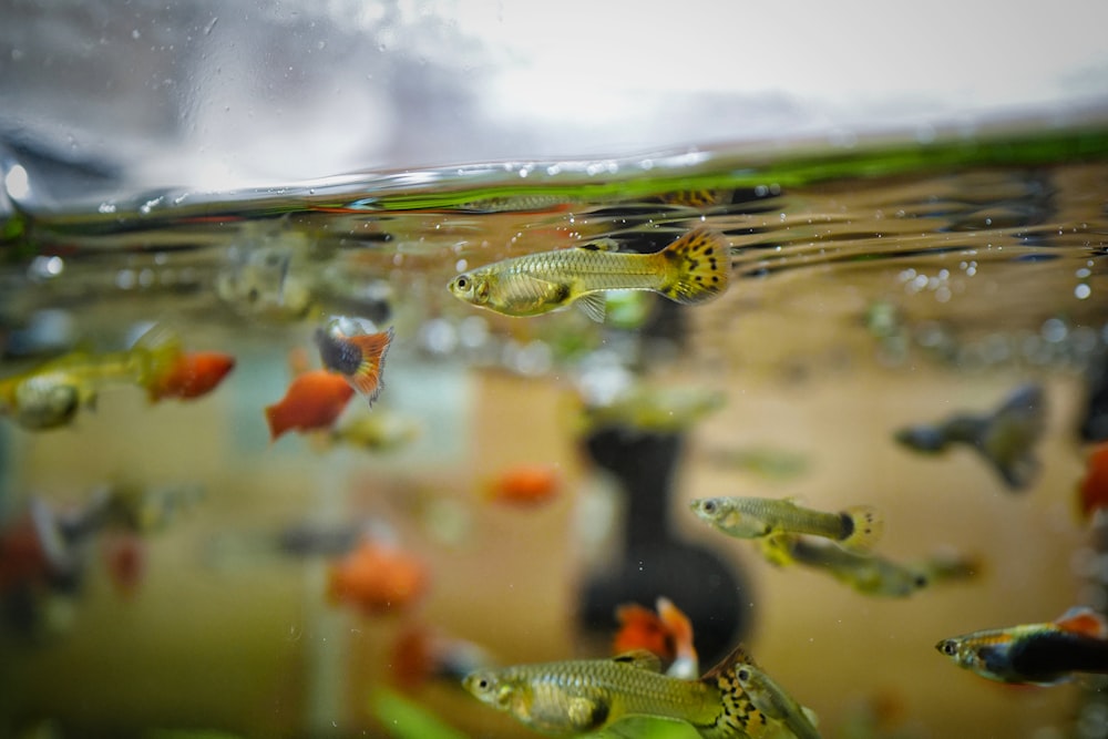 水槽のオレンジと緑の魚