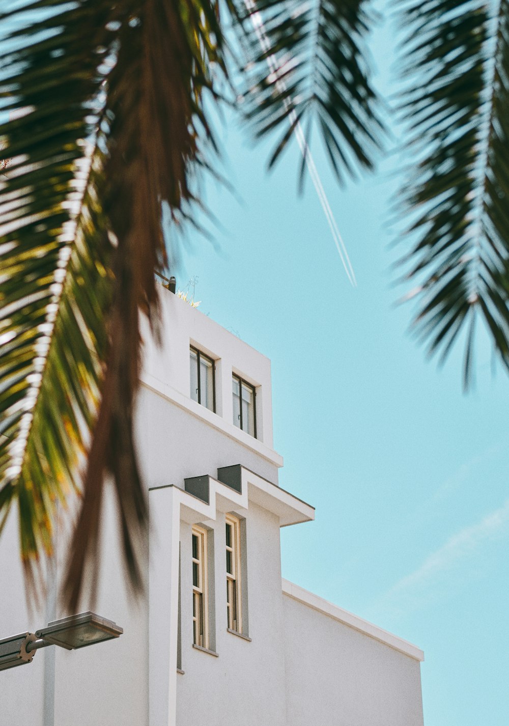 palm tree near white concrete building