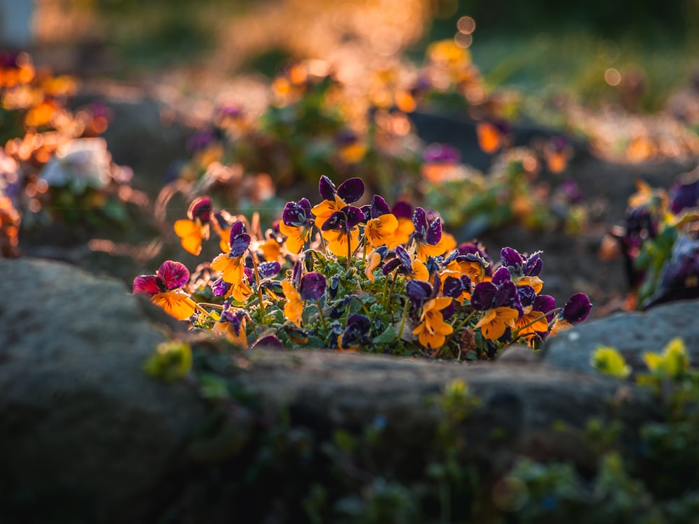 yellow and purple flowers on green grass during daytime