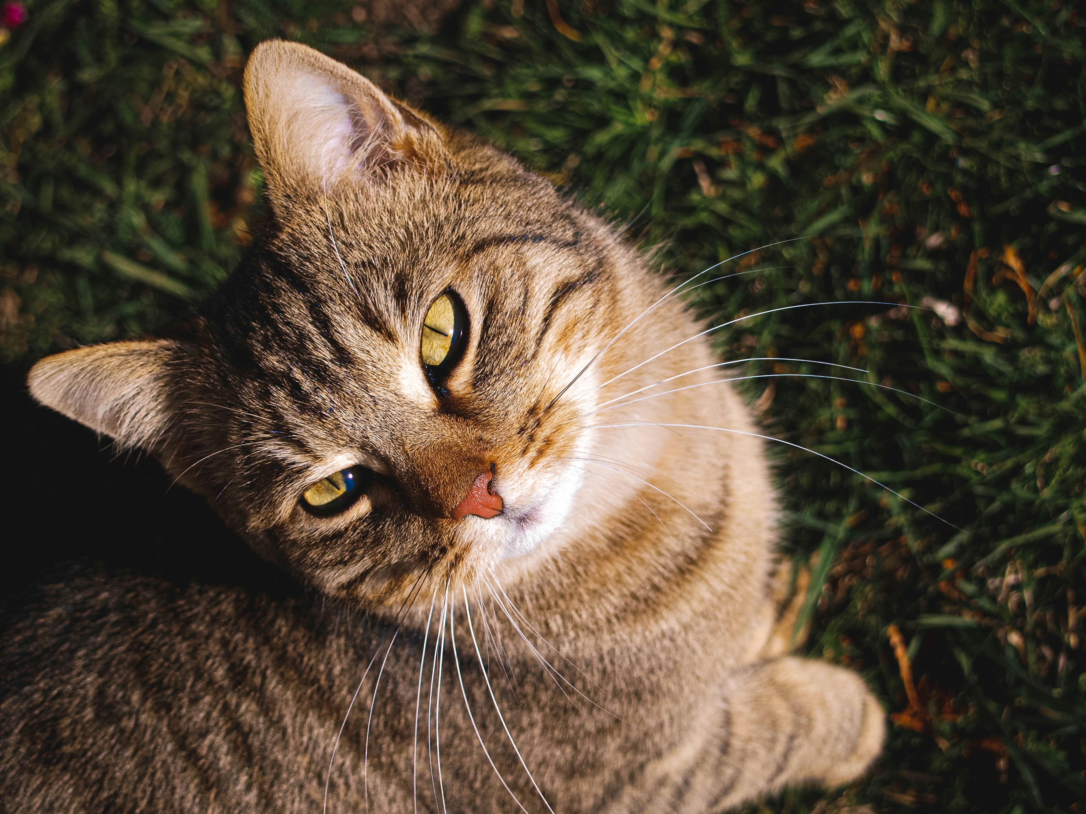 Photo by bencehalmosi