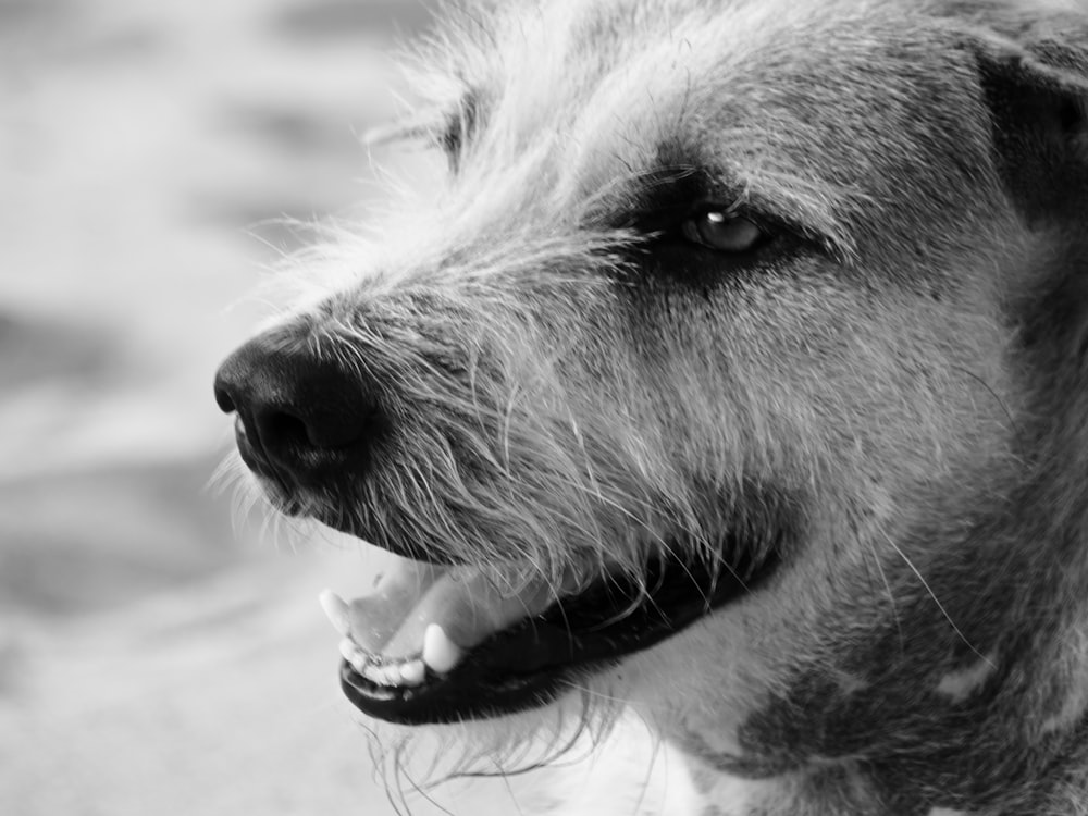 grayscale photo of dog with dog collar